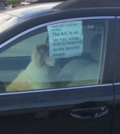 air conditioning for dogs in cars